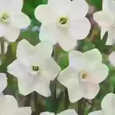 Dallas